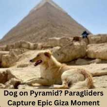 Dog on Pyramid