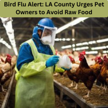 Bird Flu